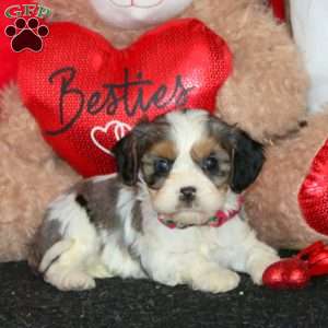 Daisy, Cavapoo Puppy