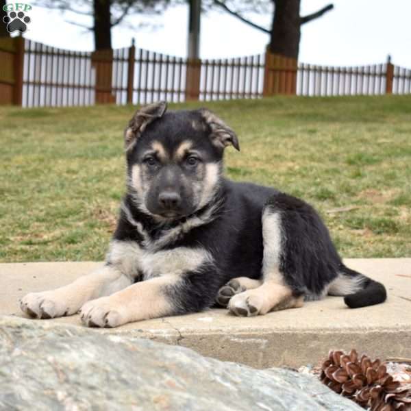 Dakota, German Shepherd Puppy