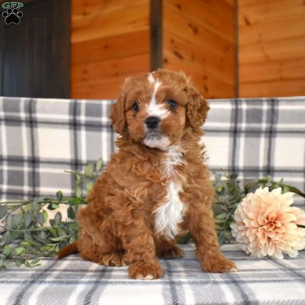 Dakota, Cavapoo Puppy