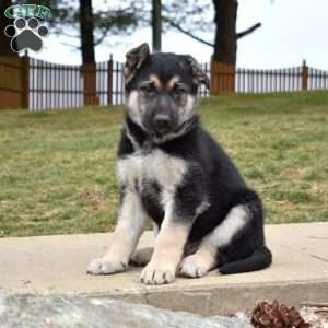 Dakota, German Shepherd Puppy