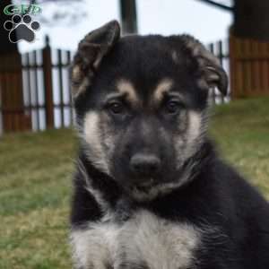 Dakota, German Shepherd Puppy