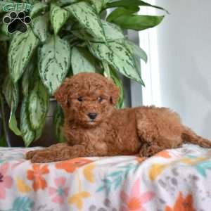 Dale, Goldendoodle Puppy
