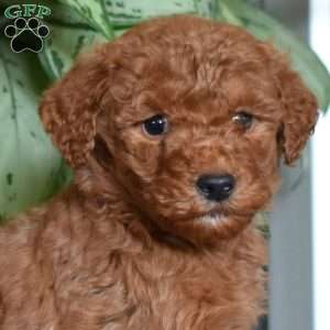 Dale, Goldendoodle Puppy