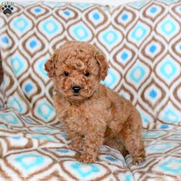 Dallas, Toy Poodle Puppy