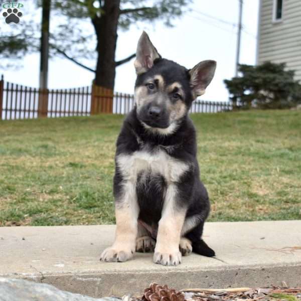 Dallas, German Shepherd Puppy