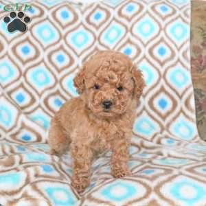 Dallas, Toy Poodle Puppy