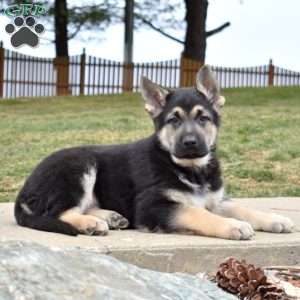 Dallas, German Shepherd Puppy