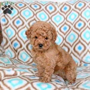 Dallas, Toy Poodle Puppy