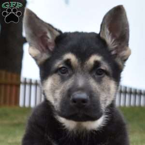 Dallas, German Shepherd Puppy