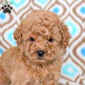 Dallas, Toy Poodle Puppy