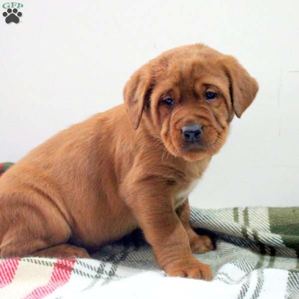 Damian, Fox Red Labrador Retriever Puppy