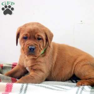 Damian, Fox Red Labrador Retriever Puppy