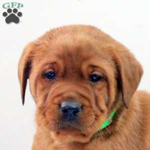 Damian, Fox Red Labrador Retriever Puppy