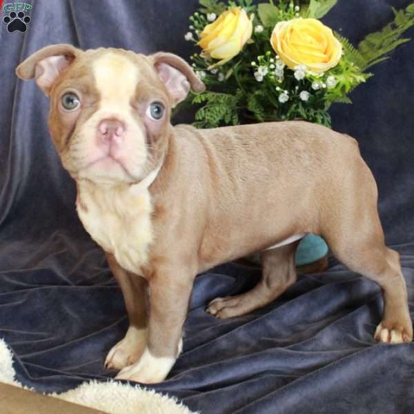 Dana, Boston Terrier Puppy