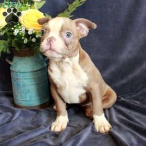 Dana, Boston Terrier Puppy