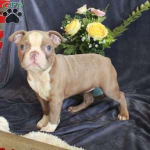 Dana, Boston Terrier Puppy