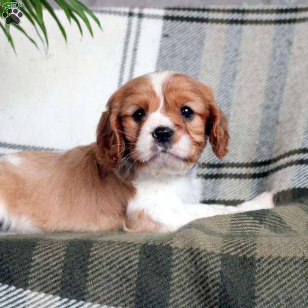 Dancer, Cavalier King Charles Spaniel Puppy