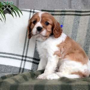 Dancer, Cavalier King Charles Spaniel Puppy