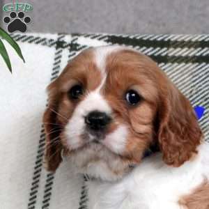 Dancer, Cavalier King Charles Spaniel Puppy