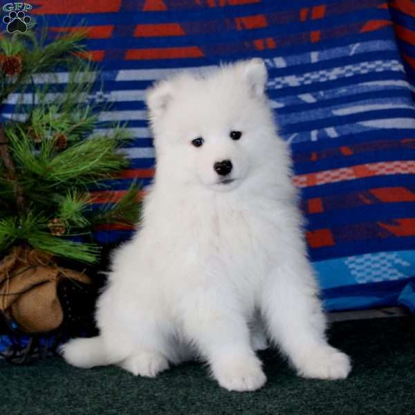 Dandy, Samoyed Puppy