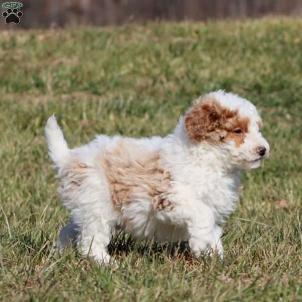 Dandy, Miniature Poodle Puppy