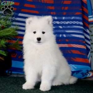Dandy, Samoyed Puppy