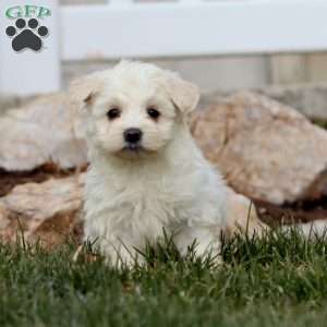 Dandy, Maltese Puppy