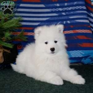 Dandy, Samoyed Puppy