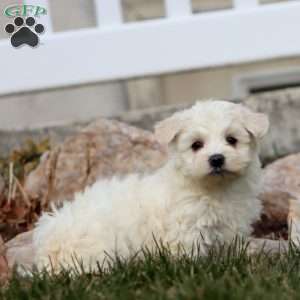 Dandy, Maltese Puppy