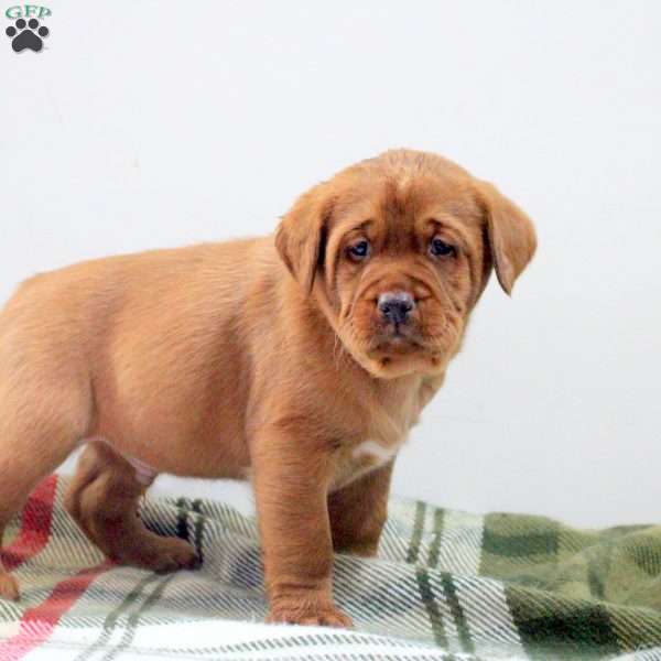 Dante, Fox Red Labrador Retriever Puppy