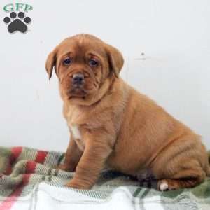 Dante, Fox Red Labrador Retriever Puppy