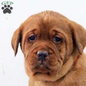 Dante, Fox Red Labrador Retriever Puppy