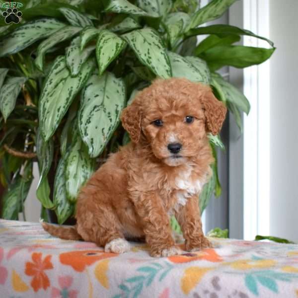 Daphne, Goldendoodle Puppy