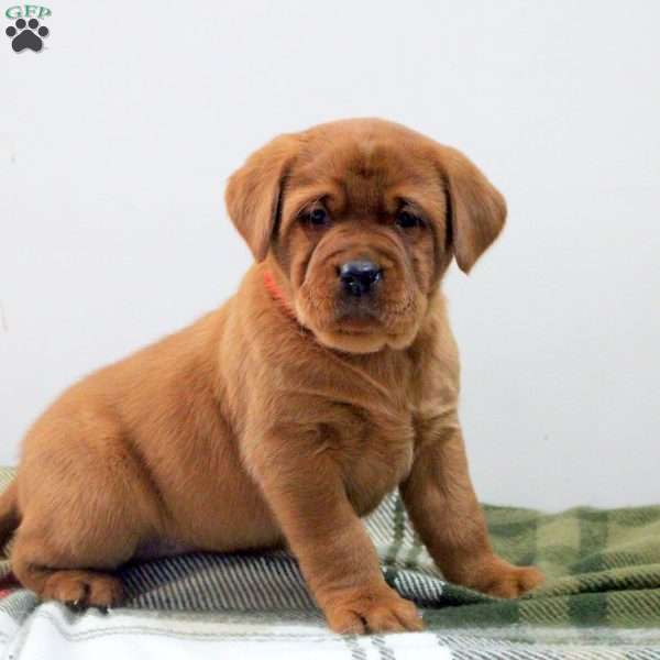 Daphne, Fox Red Labrador Retriever Puppy