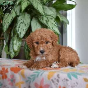 Daphne, Goldendoodle Puppy