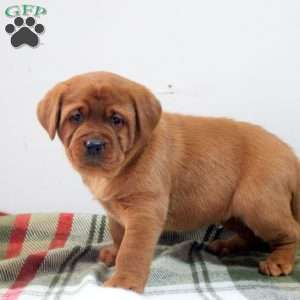 Daphne, Fox Red Labrador Retriever Puppy