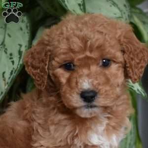 Daphne, Goldendoodle Puppy