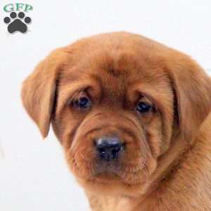 Daphne, Fox Red Labrador Retriever Puppy