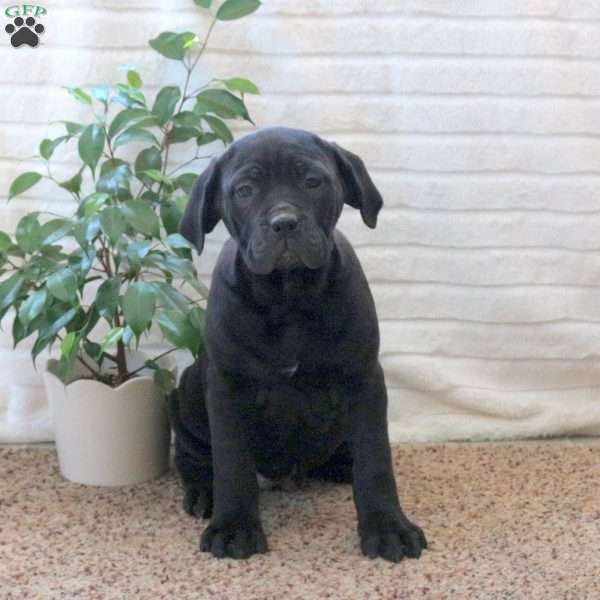 Darby, Cane Corso Puppy