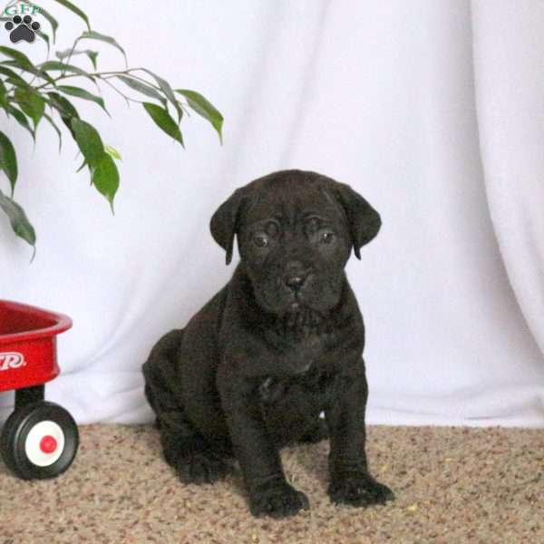 Darby, Cane Corso Puppy