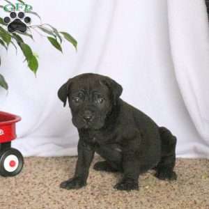 Darby, Cane Corso Puppy