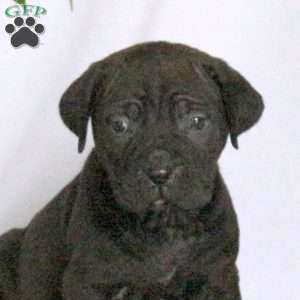 Darby, Cane Corso Puppy