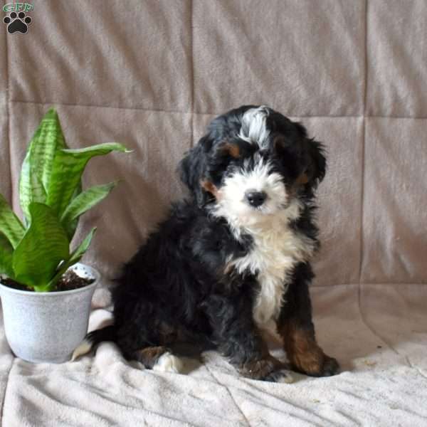 Darla, Mini Bernedoodle Puppy