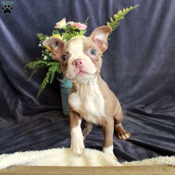 Darla, Boston Terrier Puppy