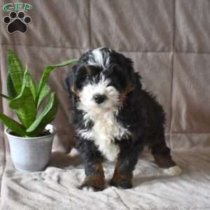 Darla, Mini Bernedoodle Puppy