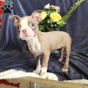 Darla, Boston Terrier Puppy