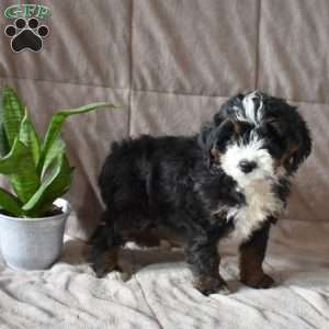 Darla, Mini Bernedoodle Puppy