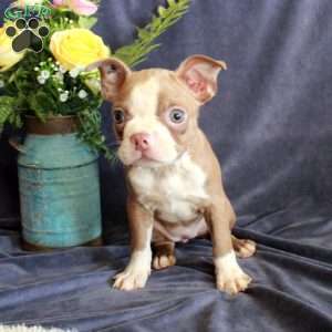 Darla, Boston Terrier Puppy