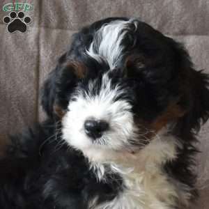 Darla, Mini Bernedoodle Puppy