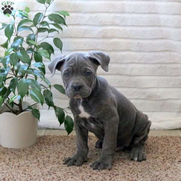 Darwin, Cane Corso Puppy